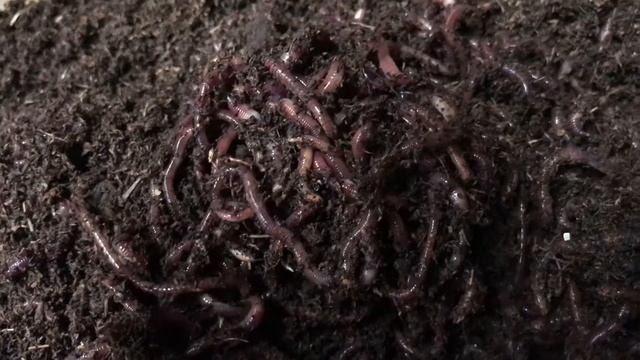 Composting Worms смотреть онлайн