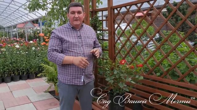 Типы саженцев роз. Каким отдать предпочтение при покупке.