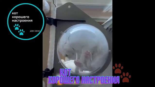 Смешное и забавное поведение котов и кошек