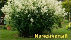 ❀ Самые опасные красивые растения-агрессоры и методы их сдерживания