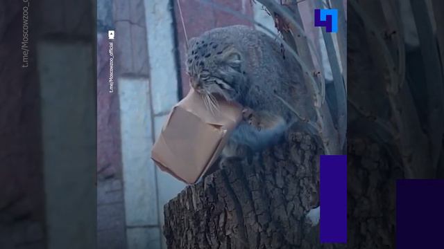 В Московском зоопарке показали борьбу манула Тимофея с пакетами и коробками