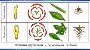 Биология 7 кл Пасечник $31 Классификация покрытосеменных