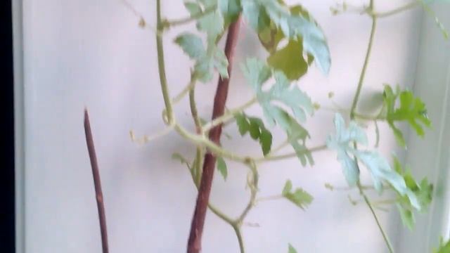 Арбуз в домашних условиях. как выращивать арбуз
