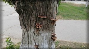 Красивые паразиты