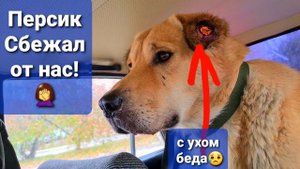 Удалось ли Персику снять бирку? и отвезти на передержку? Нашла опять истощенных собак на трассе♀️