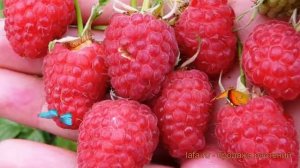 Малина традиционная Награда (rubus nagrada) ? Награда обзор: как сажать, саженцы малины Награда