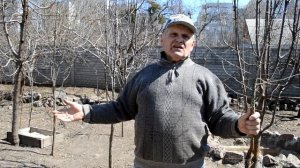 ГРУША: посадка, уход. О ГЛАВНОМ