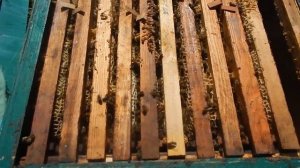 Собрать гнездо пчёл в зиму. Без заморочек.