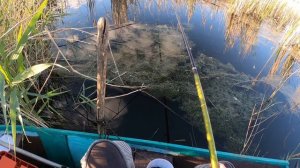 Летняя рыбалка на карася. Sommer Angeln auf Karpfen. Summer fishing for carp.