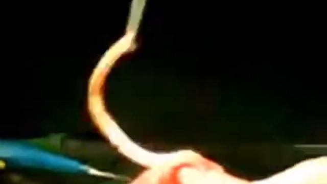 Аскариды смотреть онлайн