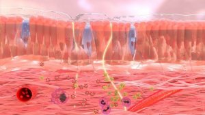 Bionorica. Бронхипрет. Двойной эффект