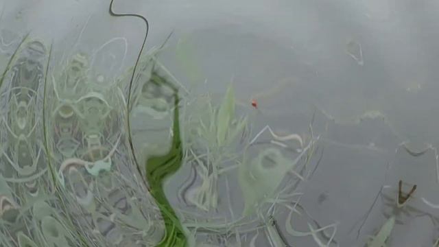 Рыбалка на поплавок и кормаки в июне. Карась, линек, окунь. смотреть онлайн