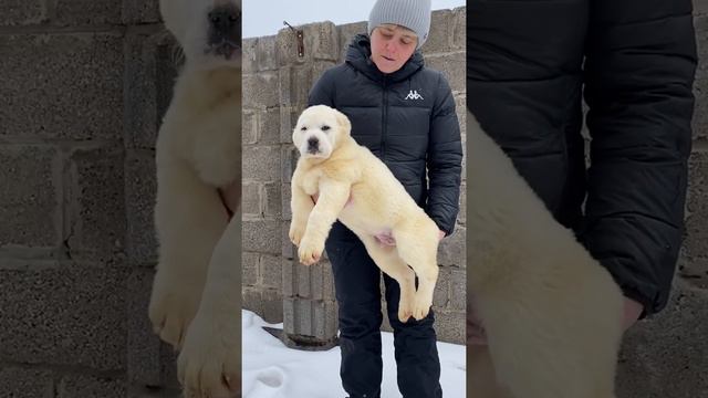 Щенки среднеазиатской овчарки алабаи питомник Таёжный Талисман #алабай #сао #щенкиалабая #алабаи