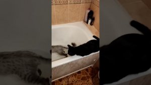 Смешные коты в ванне Funny cats in the bath