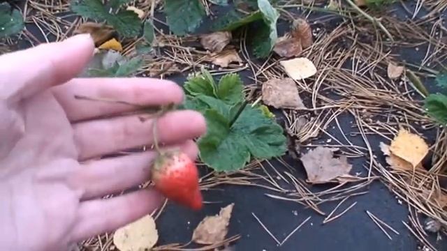 Ягода земляника (клубника) на грядке 4 Октября 213г Наталия Пашинская смотреть онлайн
