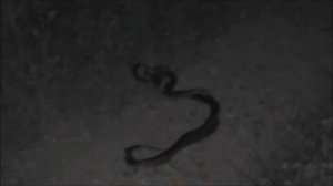 Snake Eirenis modestus Θαμνόφιδο ζευγάρωμα