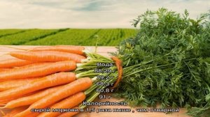 Калорийность, витамины и пищевая ценность моркови свежей и приготовленной