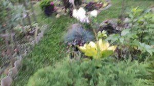 Дачная *болталка*....о хостах....будни дачника....