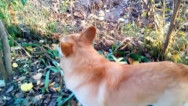 30 ОКТЯБРЯ - ОДИН ДЕНЬ ИЗ ЖИЗНИ ПЕНСИОНЕРА. смотреть онлайн