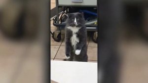 Кот впервые увидел змею