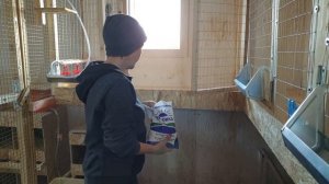 Многоярусный курятник своими руками за один день. Используем каждый сантиметр!