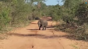 Удивительный слон  Веселая детские песня