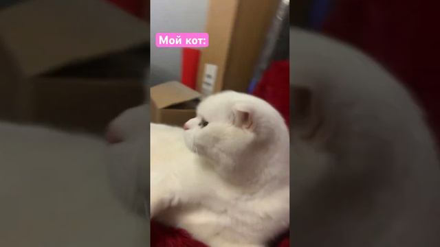 Бедный кот он видимо не понимает что происходит🥲 #хочуврекомендации #хочуврек