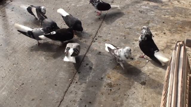 должен ли николаевский голубь возвратиться домой за 10км?18.06.Мисник И смотреть онлайн