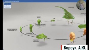 Жизненный цикл папоротников в 3 д . Биология 5 ,6 класс простыми словами