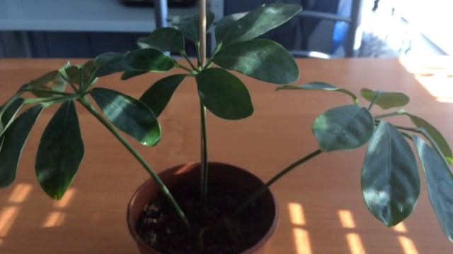 Шефлера 11.06.19. смотреть онлайн