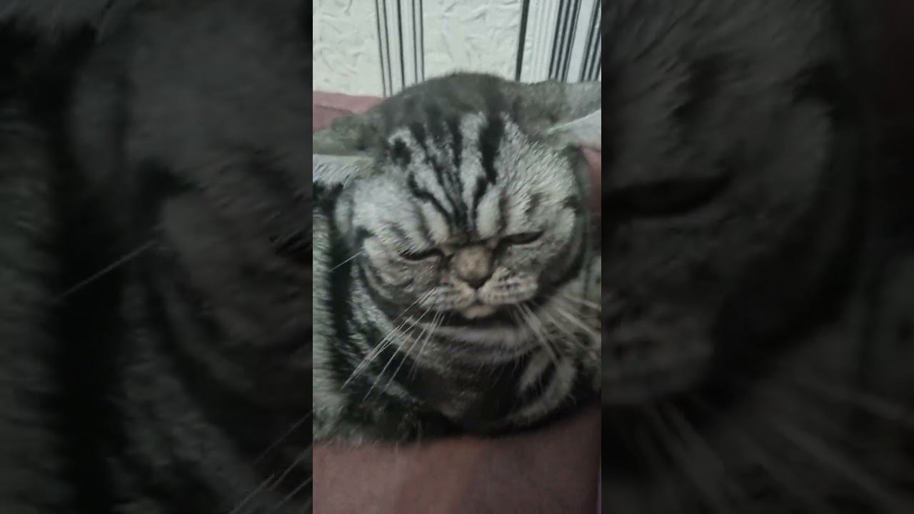 БАЛДЕЕТ ОТ РАСЧЁСКИ!!!