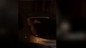 Рысь разгуливает по городу Березовский Свердловской области