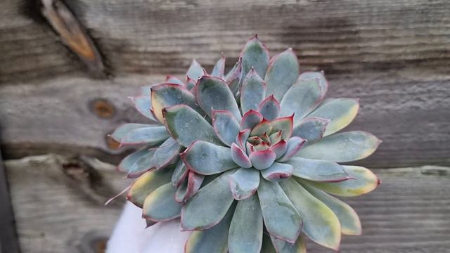 Echeveria Pulidonis variegata смотреть онлайн