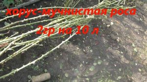 Очень эффективная обработка роз от заболеваний перед укрытием на зиму!!!