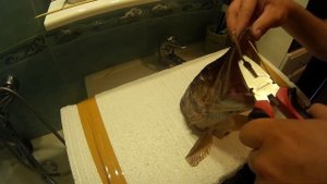КАК СДЕЛАТЬ ЧУЧЕЛО ИЗ ГОЛОВЫ КРУПНОЙ ЩУКИ ПРАВИЛЬНО!!! КРАСИВОЕ ЧУЧЕЛО СВОИМИ РУКАМИ