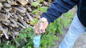 Прививка деревьев в расщеп / Показываю мои результаты весенней прививки