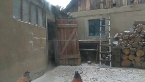 Как поймать голубя руками. Очень просто. How to catch a pigeon.