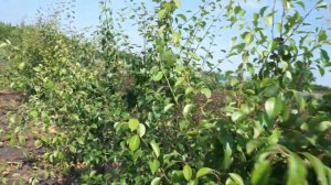 Шпалера для груши