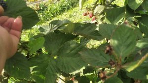 Ежевика после проливных дождей,вкус,серая гниль