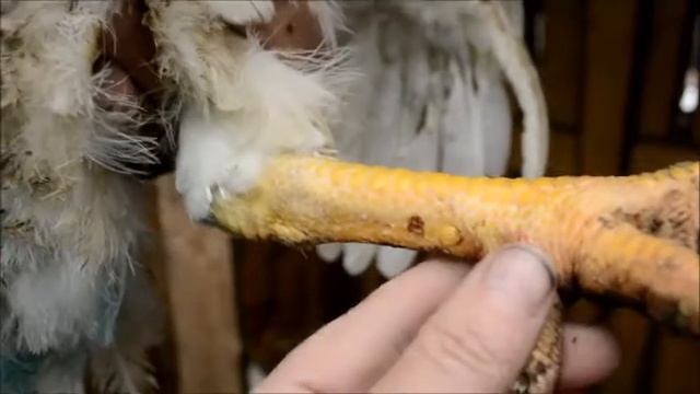 Как отличить петуха от курицы по пимпочкам?-Да НИ КАК!!!)))) смотреть онлайн