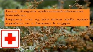 Полынь трава полезные свойства/Полынь трава лечение. Магические свойства травы полыни у индейцев