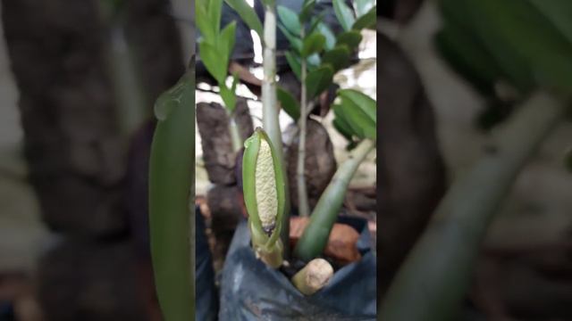 Blooming ZZ plant  #zanzibar #zamioculcas #zamiifolia #araceae #flower #plant #garden