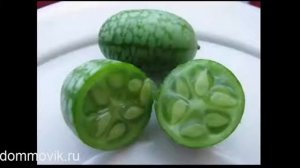 Мелотрия шершавая или мини огурчик