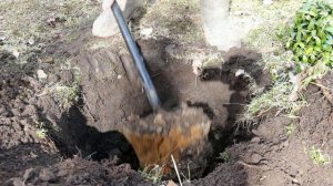 Посадка роз с открытой корневой системой