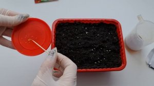 Цветёт ВСЁ ВРЕМЯ! Как вырастить БЕГОНИЮ ВЕЧНОЦВЕТУЩУЮ из СЕМЯН