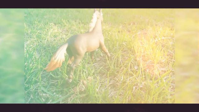 Фотографии лошадей и всадниц schleich за апрель-май 2018 смотреть онлайн