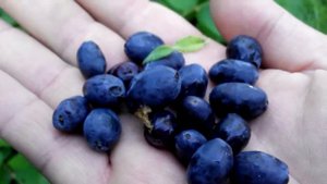 Хотите ранний, экзотический, а главное полезный кустарник? Жимолость съедобная.