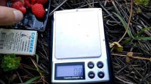 Малина Брусвяна