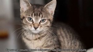 Eвропейская кошка, короткошерстный кельтский кот