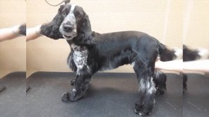 "На охоте со спаниелем" Валов Н.А. "Охота со спаниелем на боровую дичь"